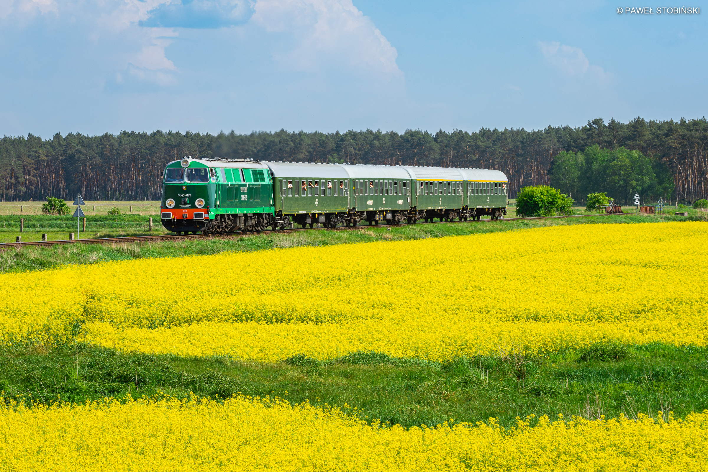 Wielkopolskie morza rzepaku