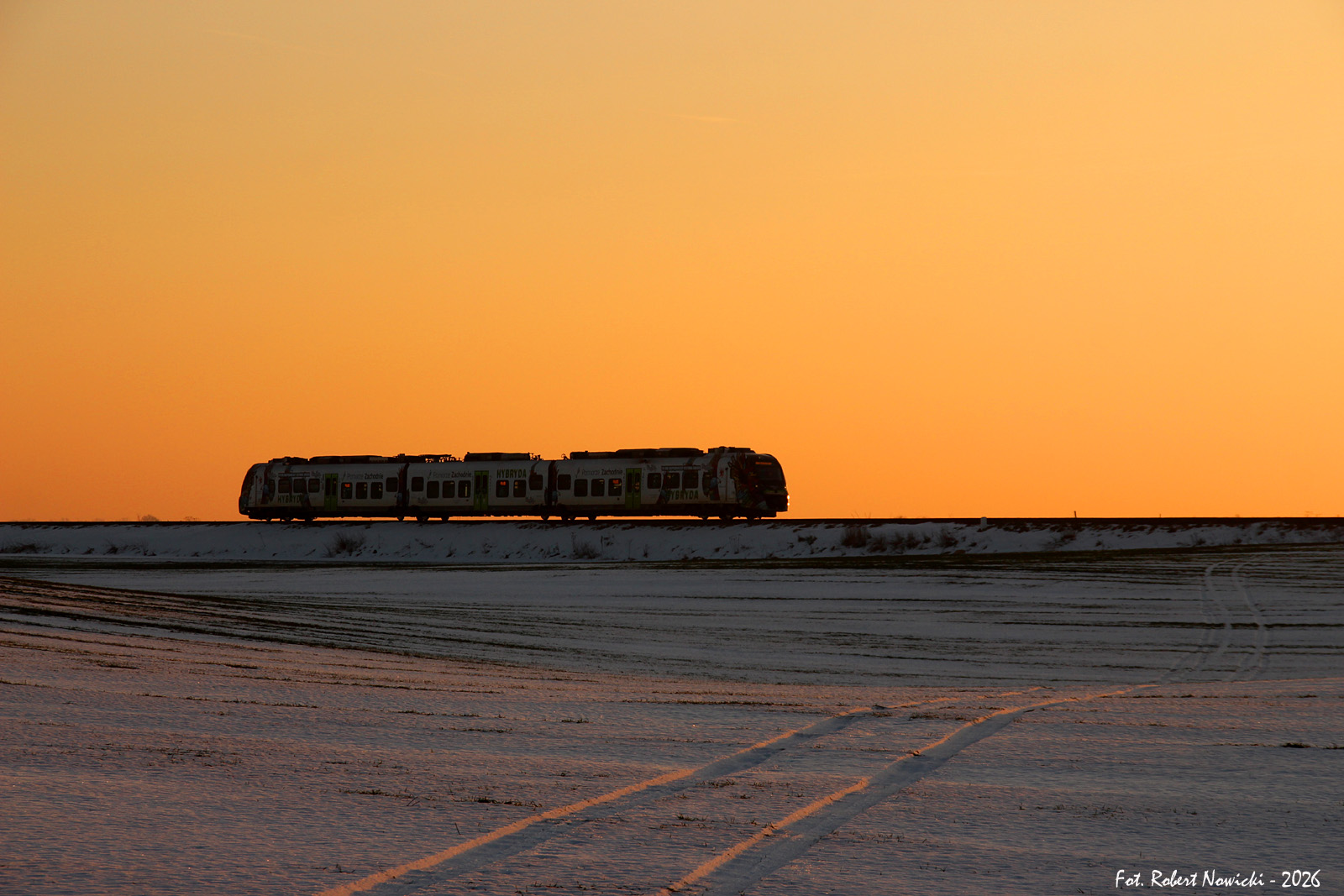 Papuga o zachodzie słońca
