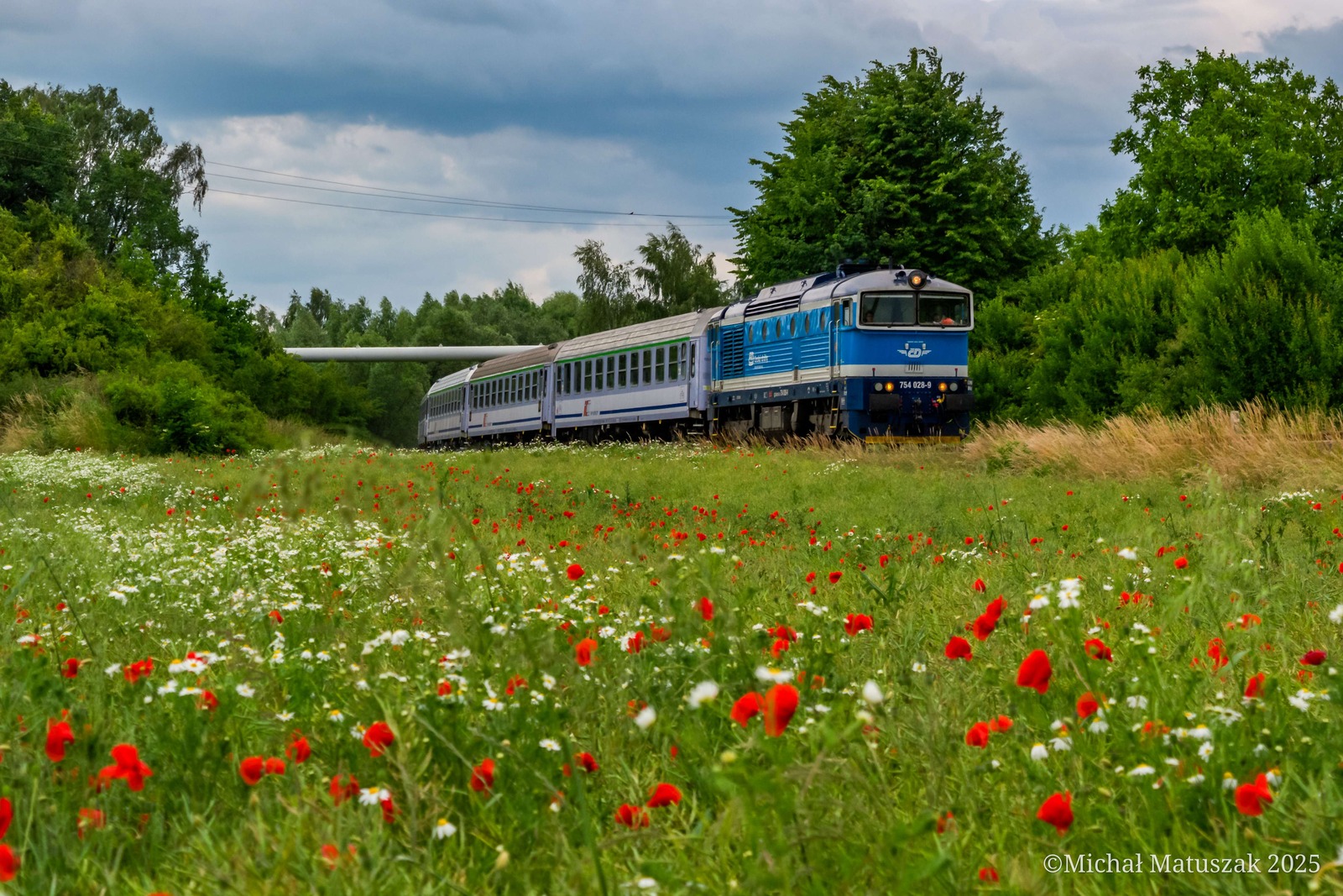 Nurek wśród maków