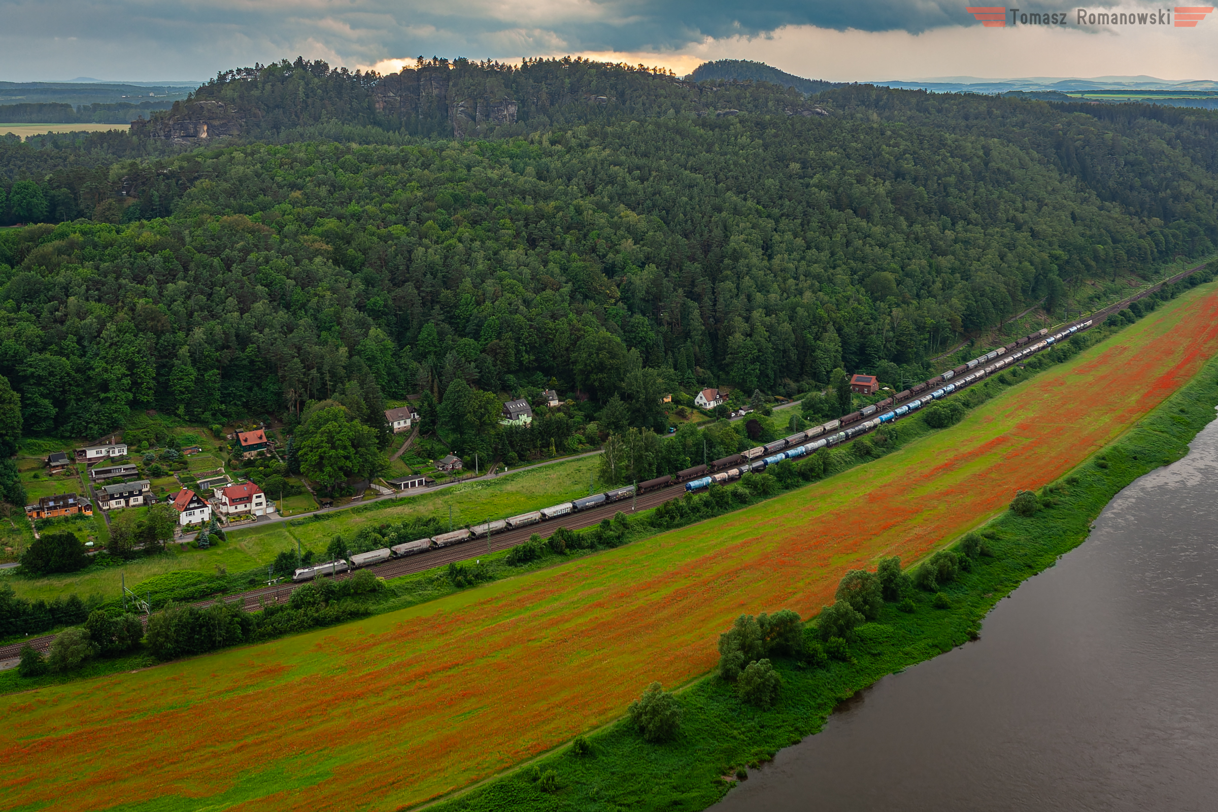 W polu maków nad Łabą