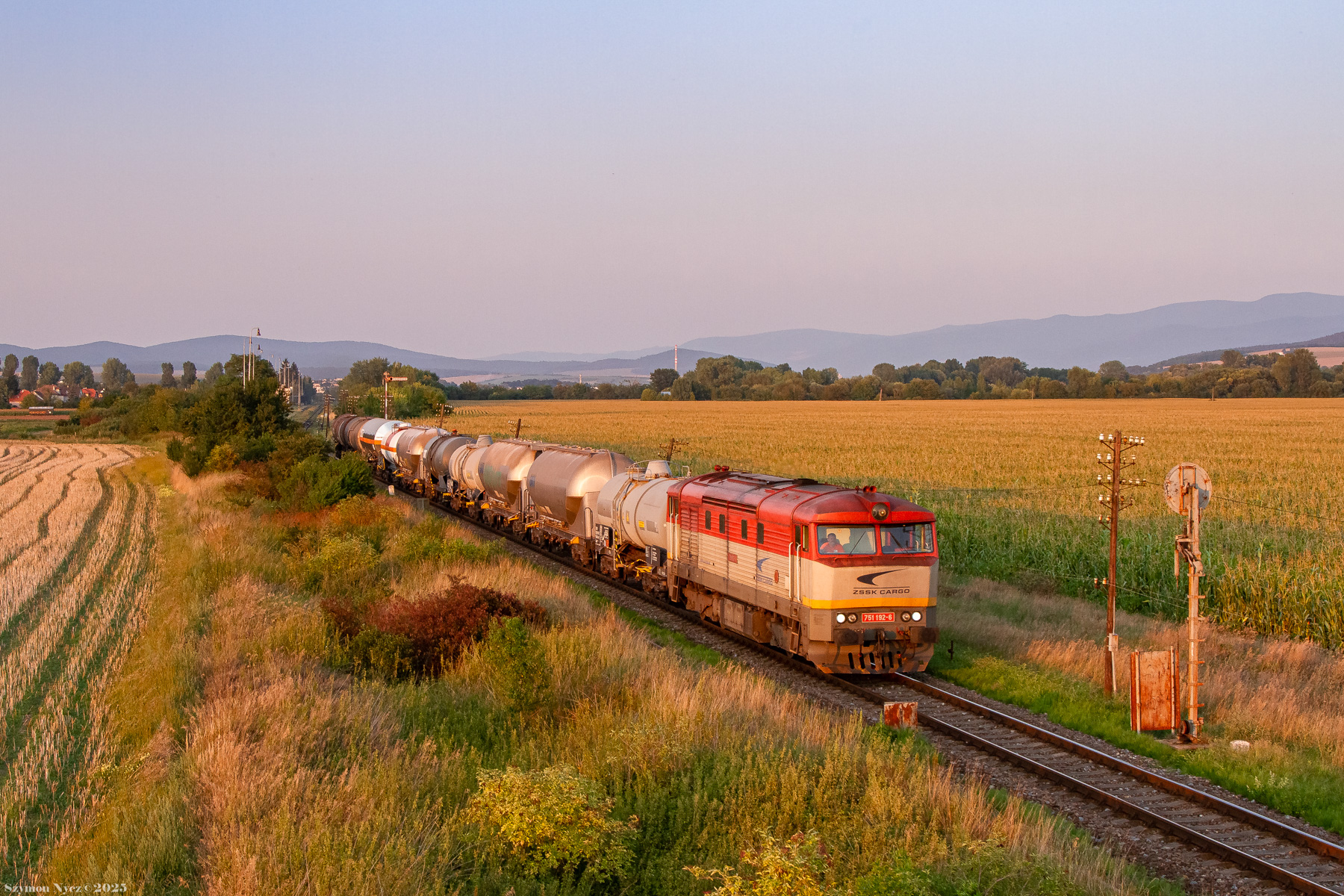 Bardotka o zachodzie słońca