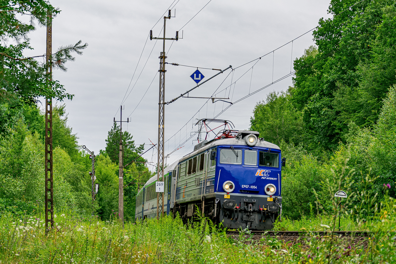 Albatros w lesie pod kształtem