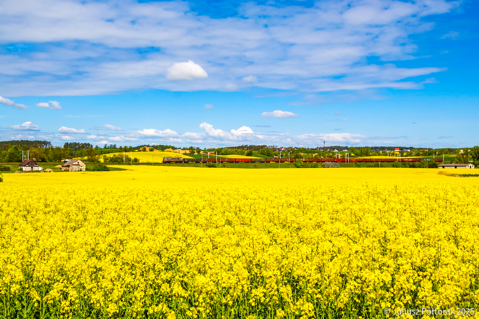 Rzepak w Czarlinie