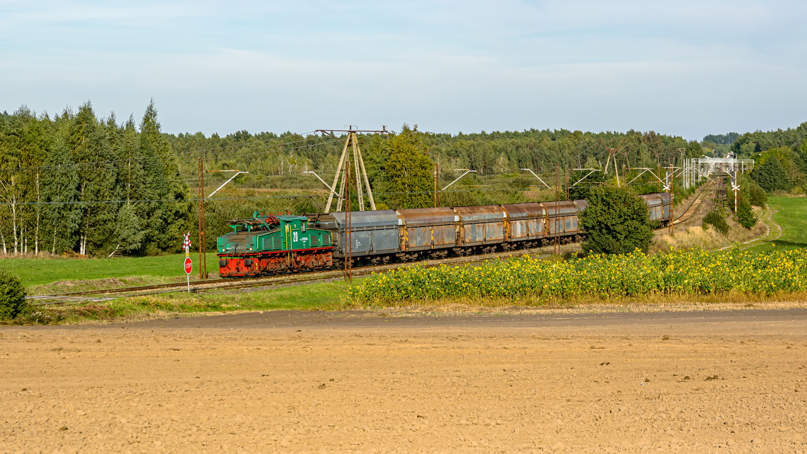 Krokodyl i słoneczniki