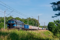 Ludka w trawie