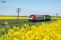 Pośród rzepakowych pól