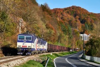 A w Beskidzie rozzłocony buk. ...