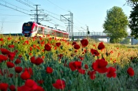 Maczki to nie krzaczki :⁠- ...