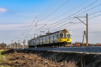 Jamnik do Głogowa
